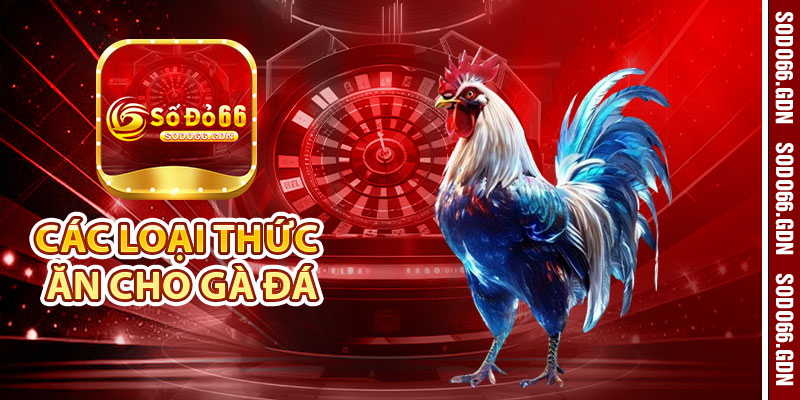 Các Loại Thức Ăn Cho Gà Đá Đầy Đủ Dinh Dưỡng tại Sodo66 4 Cac Loai Thuc An Cho Ga Da Day Du Dinh Duong tai Sodo66