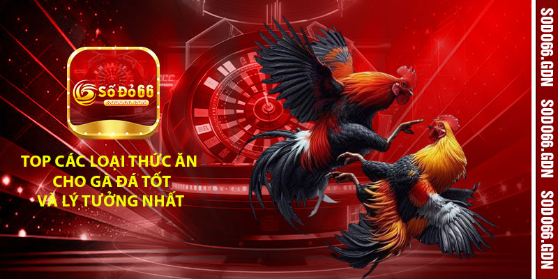 Top các loại thức ăn cho gà đá tốt và lý tưởng nhất